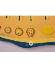 Erler Zimmer, modello anatomico di utero a grandezza naturale L261