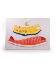 Erler Zimmer, modello anatomico di utero a grandezza naturale L261