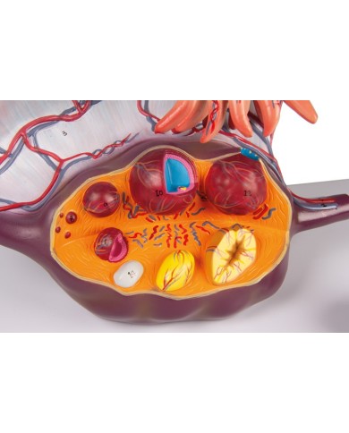 Erler Zimmer, modello anatomico di utero a grandezza naturale L261 Erler Zimmer, modello anatomico di utero a grandezza naturale L261