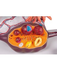 Erler Zimmer, modello anatomico di utero a grandezza naturale L261