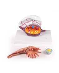 Erler Zimmer, modello anatomico di utero a grandezza naturale L261