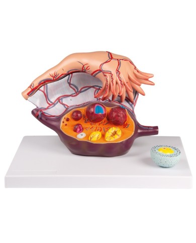 Erler Zimmer, modello anatomico di utero a grandezza naturale L261