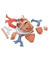 3B Scientific, Modello di cuore su diaframma, ingrandito 3 volte, scomponibile in 10 parti VD251