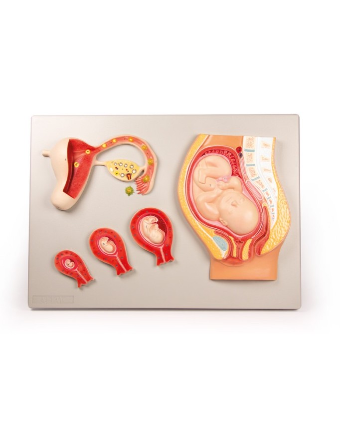 Erler Zimmer, modello anatomico di utero a grandezza naturale L261