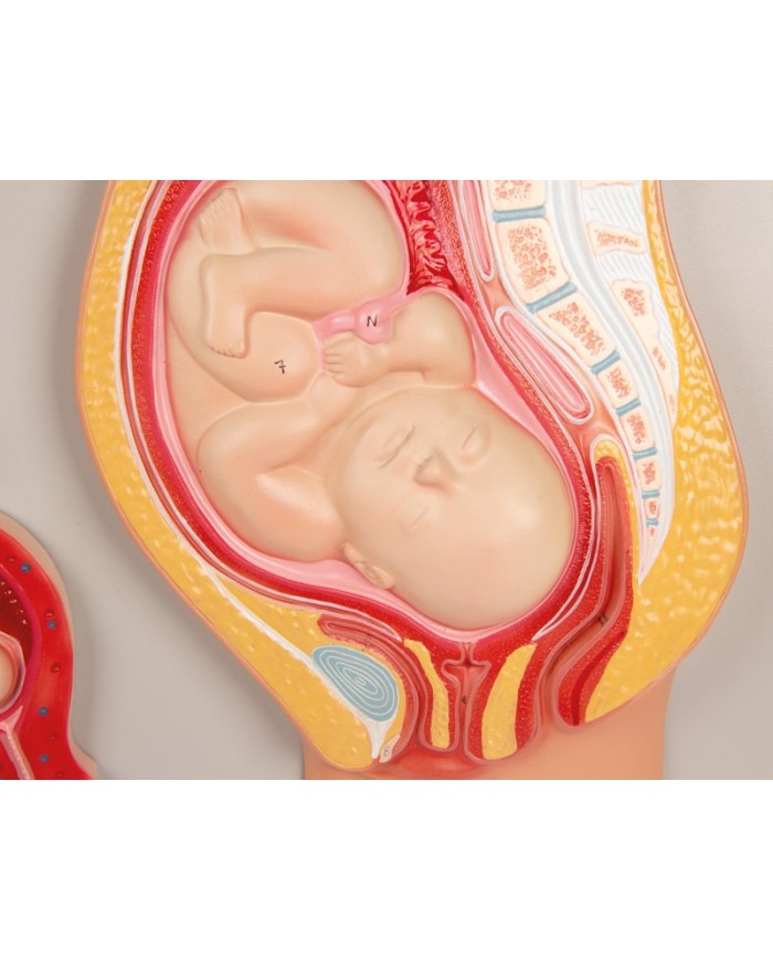 Erler Zimmer, modello anatomico di utero a grandezza naturale L261