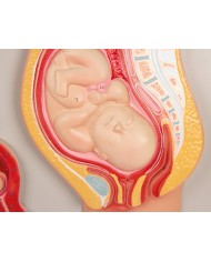 Erler Zimmer, modello anatomico di utero a grandezza naturale L261