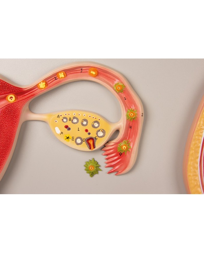Erler Zimmer, modello anatomico di utero a grandezza naturale L261