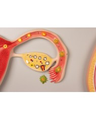 Erler Zimmer, modello anatomico di utero a grandezza naturale L261