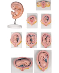 Set completo gravidanza 9 modelli Erler Zimmer L204