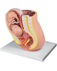 Modello anatomico di gravidanza alla 32a settimana Erler Zimmer L220