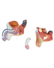 Organi genitali maschili in 4 parti