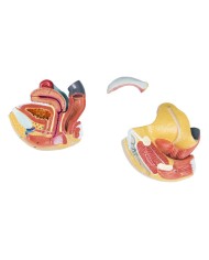 Organi genitali femminili in 4 parti Erler Zimmer L251