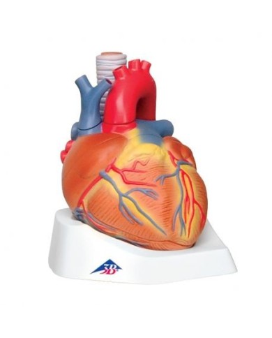 3B Scientific, Modello di cuore scomponibile in 7 parti VD253 3B Scientific, Modello di cuore scomponibile in 7 parti VD253