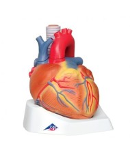 3B Scientific, Modello di cuore scomponibile in 7 parti VD253