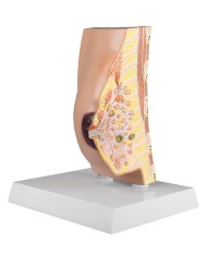 Erler Zimmer, modello anatomico di utero a grandezza naturale L261