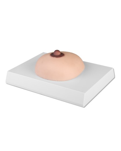 Simulatore per palpazione del seno con noduli Erler Zimmer L281