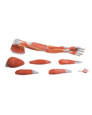 Modello anatomico dei muscoli del braccio in 7 parti Erler Zimmer M211 Modello anatomico dei muscoli del braccio in 7 parti Erler Zimmer M211