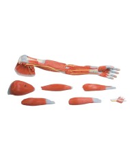 Modello anatomico dei muscoli del braccio in 7 parti Erler Zimmer M211