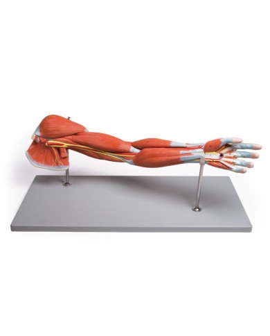 Modello anatomico dei muscoli del braccio in 7 parti Erler Zimmer M211 Modello anatomico dei muscoli del braccio in 7 parti Erler Zimmer M211