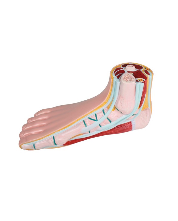 Piede normale a grandezza naturale Erler Zimmer M230