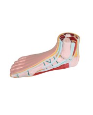 Piede normale a grandezza naturale Erler Zimmer M230