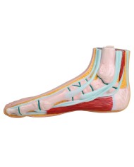 Piede normale a grandezza naturale Erler Zimmer M230