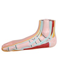 Piede piatto a grandezza naturale Erler Zimmer M231