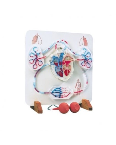 3B Scientific, Circolazione sanguigna, modello funzionale W16001 3B Scientific, Circolazione sanguigna, modello funzionale W16001