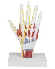 Erler Zimmer, riproduzione di un piede femminile per la pratica infermieristica M250