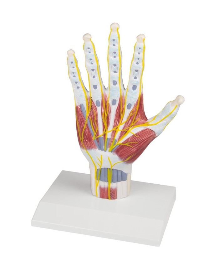 Erler Zimmer, riproduzione di un piede femminile per la pratica infermieristica M250