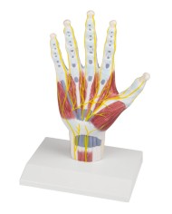 Erler Zimmer, riproduzione di un piede femminile per la pratica infermieristica M250