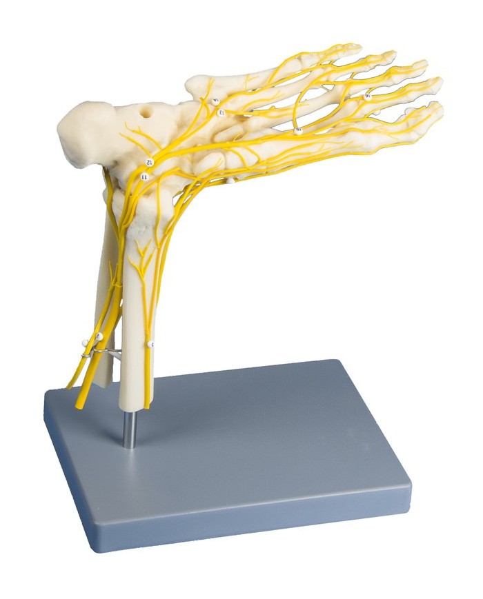 Erler Zimmer, modello di scheletro del piede con sistema nervoso
