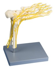 Erler Zimmer, modello di scheletro del piede con sistema nervoso