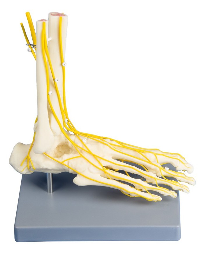 Erler Zimmer, modello anatomico di scheletro del piede con sistema nervoso