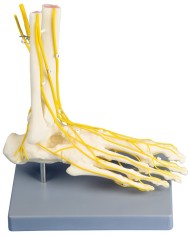 Erler Zimmer, modello anatomico di scheletro del piede con sistema nervoso