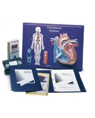 3B Scientific, set per l'insegnamento: Sistema circolatorio W40206
