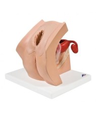 3B Scientific, modello ginecologico per colloquio con pazienti P53