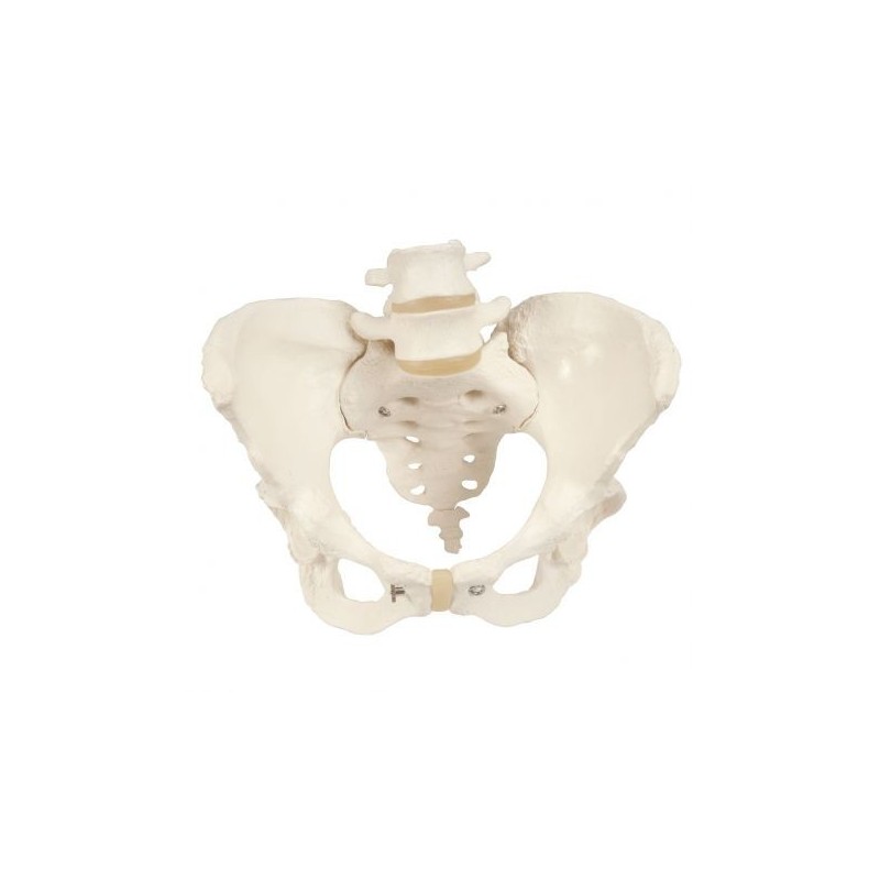 3B Scientific, modello anatomico di scheletro di bacino femminile A61