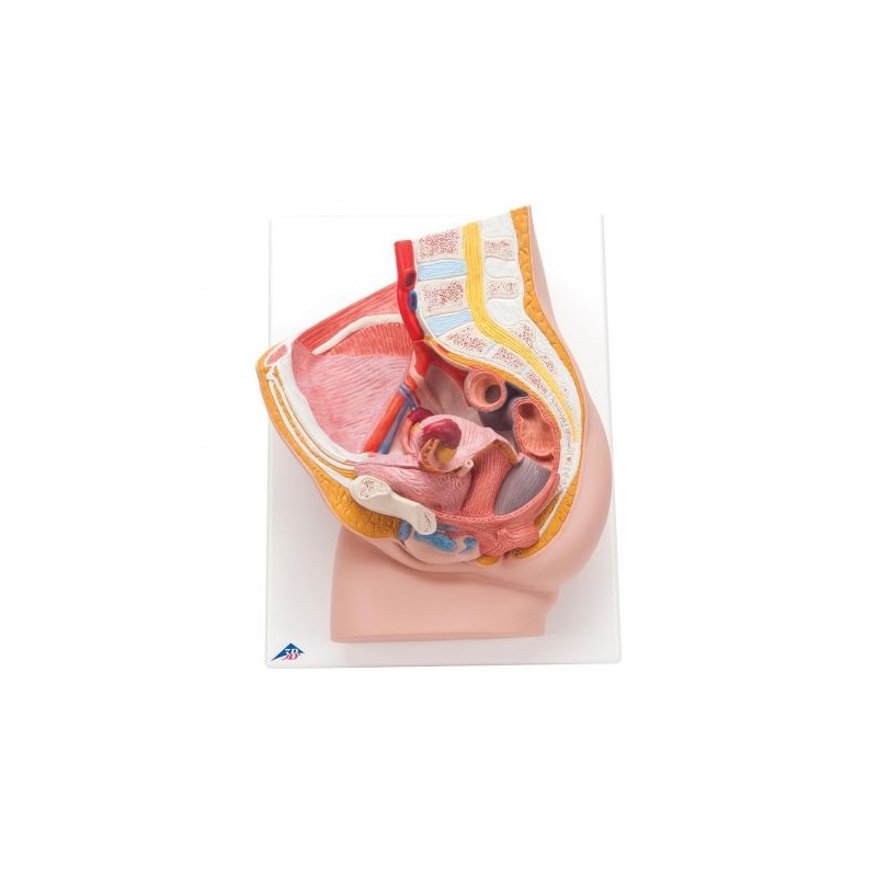 3B Scientific, modello anatomico di bacino femminile, scomponibile in 2 parti H10