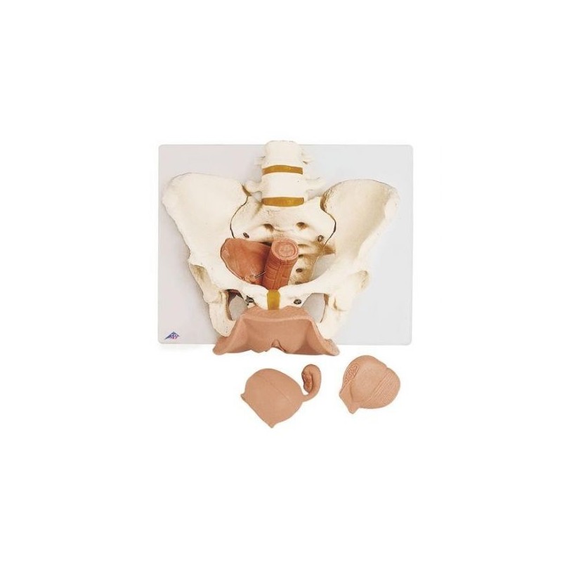 3B Scientific, Scheletro di bacino femminile con organi genitali, scomponibile in 3 parti L31