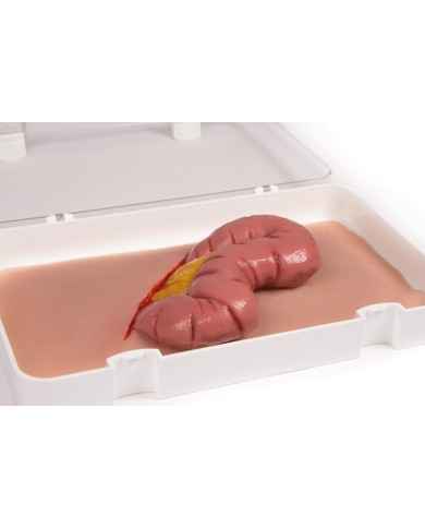 Moulage e simulazione di ferita addominale con protrusione dell intestino E