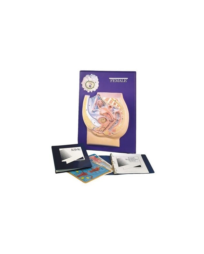 3B Scientific. Set per l'insegnamento, Sistema di riproduzione femminile W40214