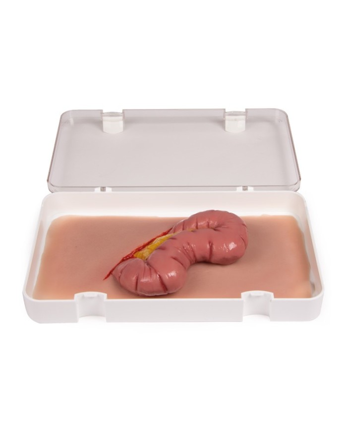 Moulage e simulazione di ferita addominale con protrusione dell intestino E