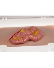 Moulage e simulazione di ferita addominale con protrusione dell intestino t