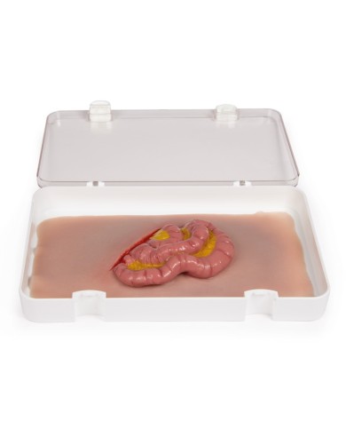 Moulage e simulazione di ferita addominale con protrusione dell intestino t