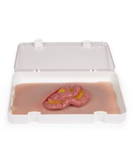 Moulage e simulazione di ferita addominale con protrusione dell intestino t