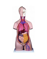 3B Scientific, Modello anatomico di torso standard, senza sesso, scomponibile in 12 parti B09