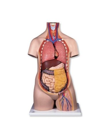 3B Scientific, Torso B09/1 standard senza sesso, scomponibile in 10 parti B09/1 3B Scientific, Torso B09/1 standard senza sesso, scomponibile in 10 parti B09/1