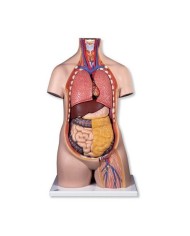 3B Scientific, Torso B09/1 standard senza sesso, scomponibile in 10 parti B09/1