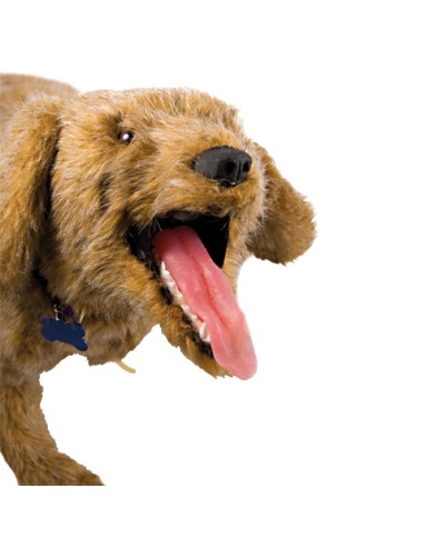 Manichino di Cane per terapia intensiva CPR Jerry